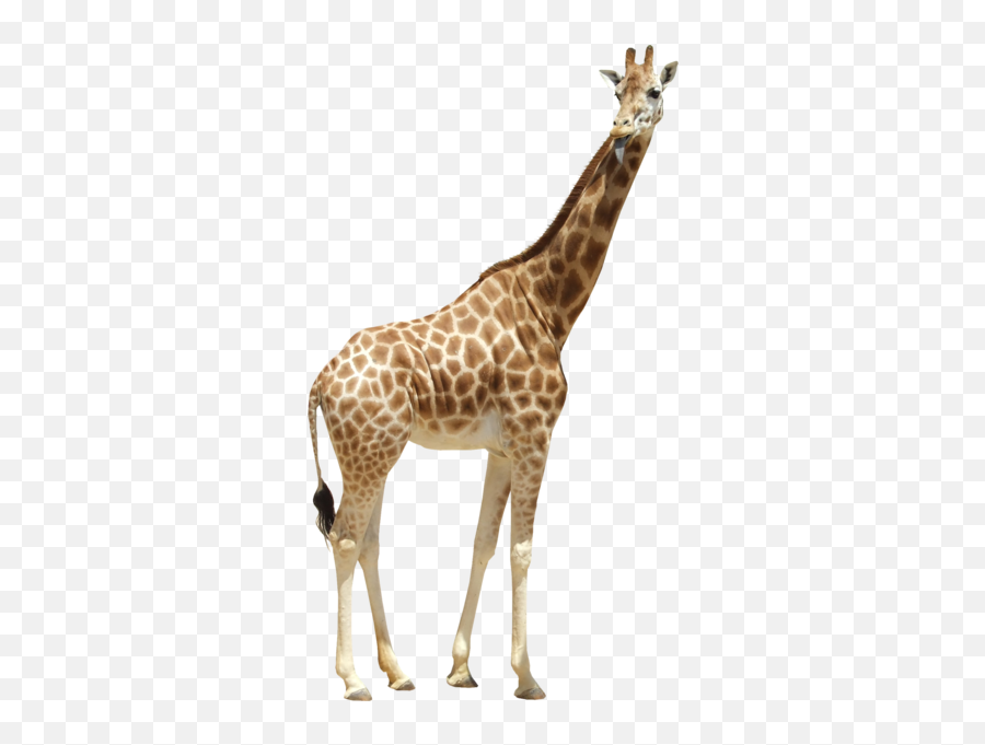 Giraffe - Sydney Emoji,Giraffe Emoji
