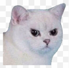 Enojado Gato - Cat Meme Png Transparent Emoji,Enojado Emoji