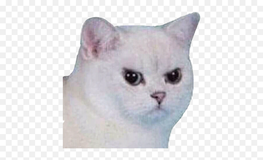 Enojado Gato - Cat Meme Png Transparent Emoji,Enojado Emoji