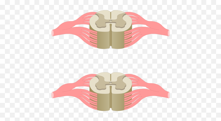 Cross Section Of The Spinal Cord Showing 2 Lumbar Segments - Spinal Cord Png Emoji,Crossing Finger Emoji