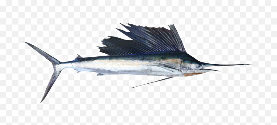 Download Fine Fish Dishes Neednu0027t To Be Expensive - Sticker Salt Water Fish Species Emoji,Dishes Emoji