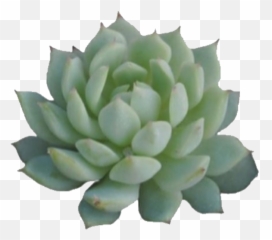 The Coolest Succulent Nature Images - Succulent Png Emoji,Succulent Emoji