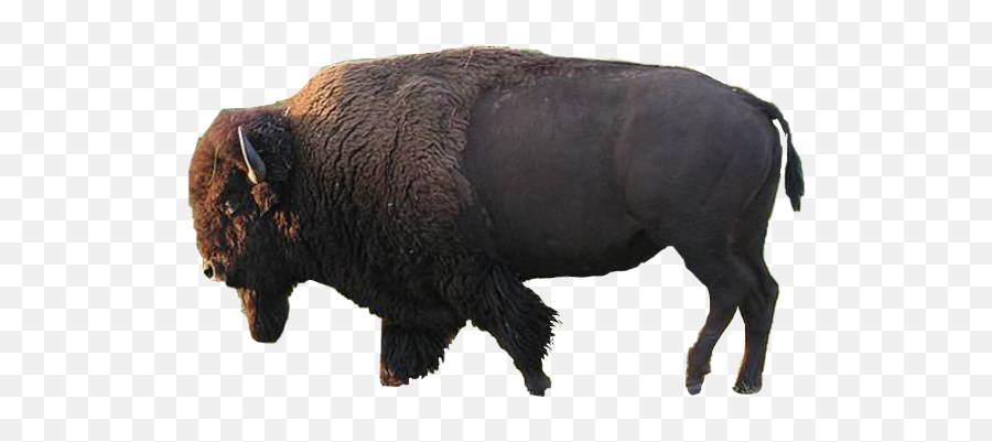 Popular And Trending Bison Stickers - Bison Emoji,Bison Emoji