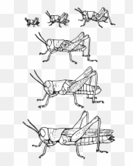 Grasshoppermetasnodgrass - Life Cycle Of Grasshopper Drawing Emoji,Cricket Emoji