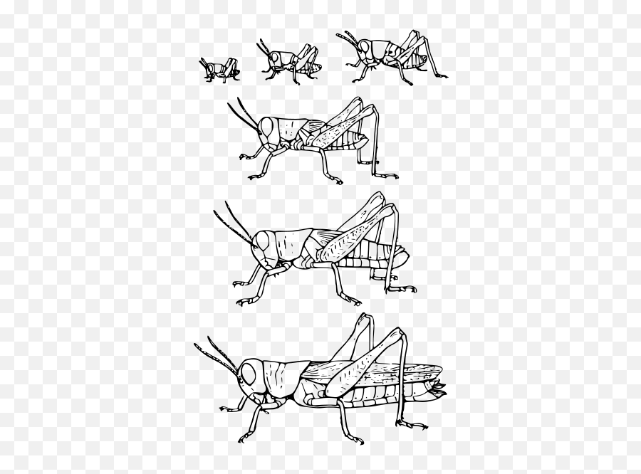 Grasshoppermetasnodgrass - Life Cycle Of Grasshopper Drawing Emoji,Cricket Emoji