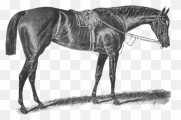 Apology - Horse Emoji