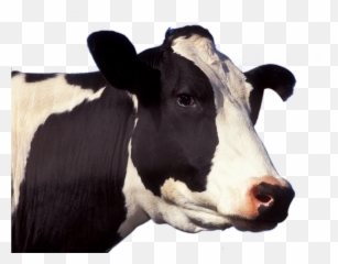 Cow Face Transparent Png Clipart Free - Cow Face Png Emoji,Cow And Man Emoji