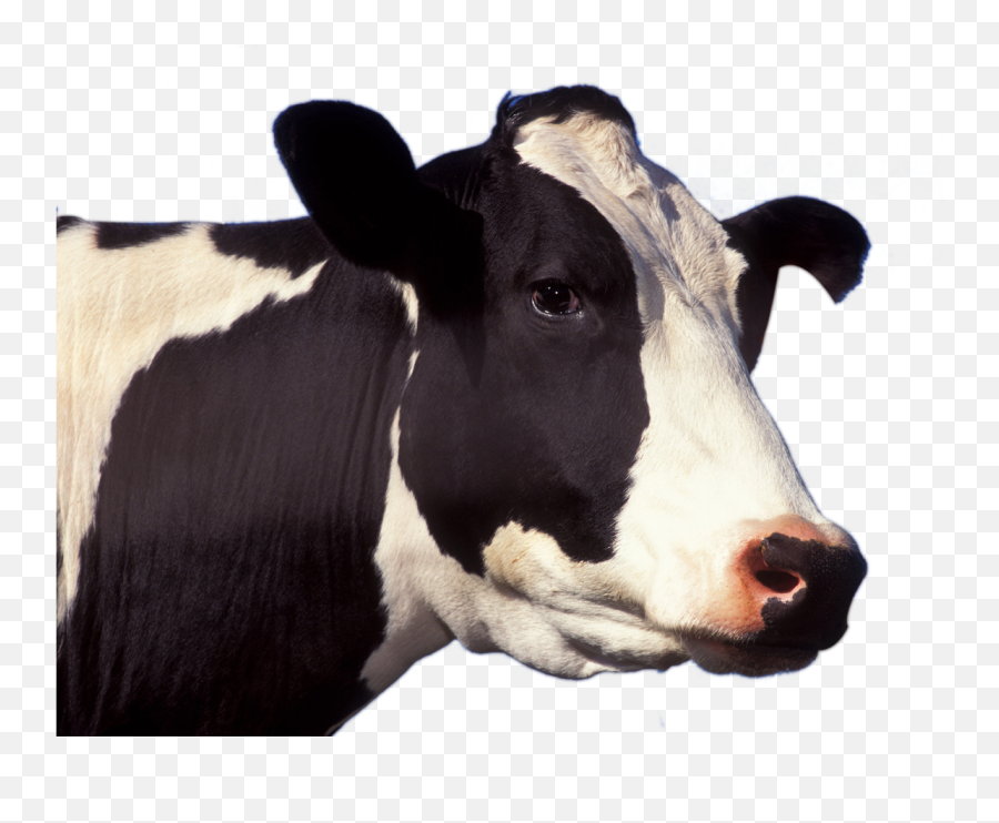 Cow Face Transparent Png Clipart Free - Cow Face Png Emoji,Cow And Man Emoji