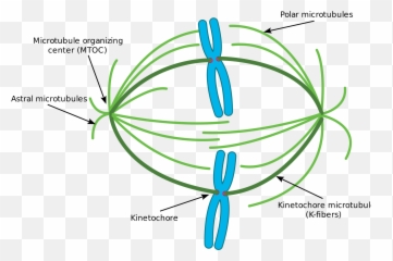 Microtubule - Microtubulos Do Fuso Emoji