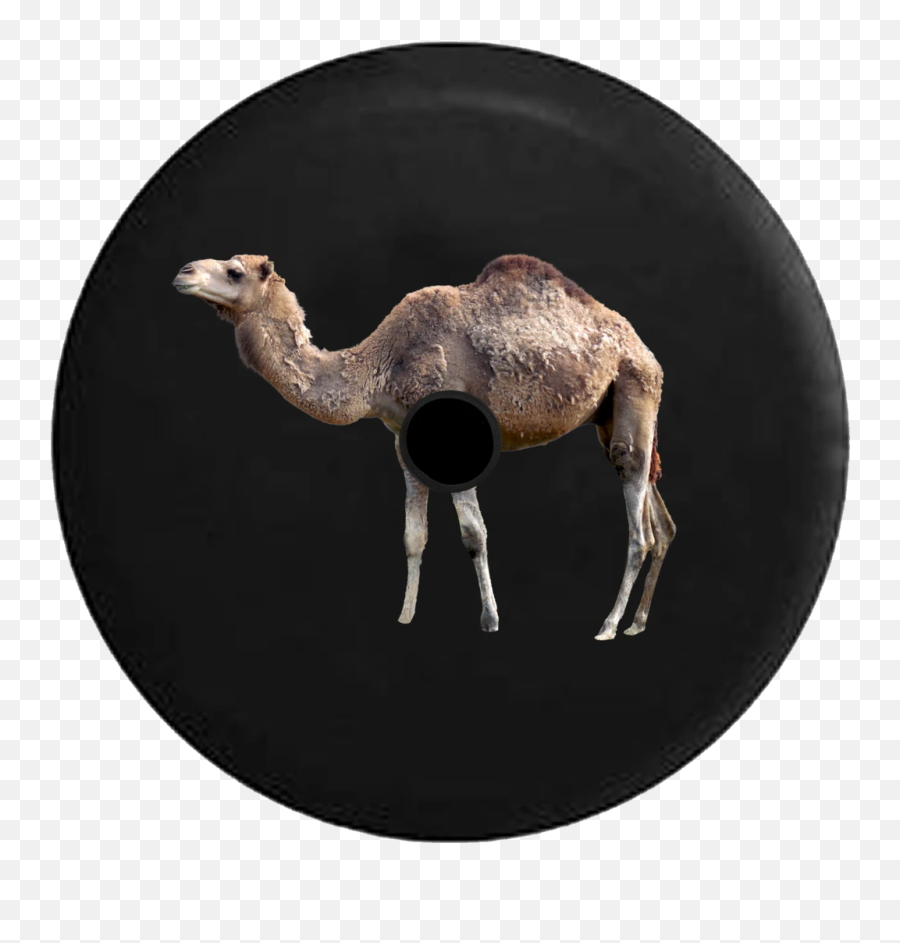 Jl Hole Animal Tire Covers U2013 Page 3 U2013 Tirecoverpro - Arabian Camel Emoji,Camel Emoticon