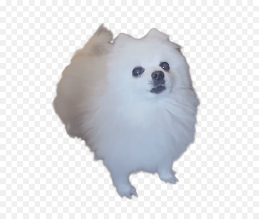 Gabe The Bork Dog Pnglib U2013 Free Png Library - Gabe The Dog Png Emoji,Doge Emoji