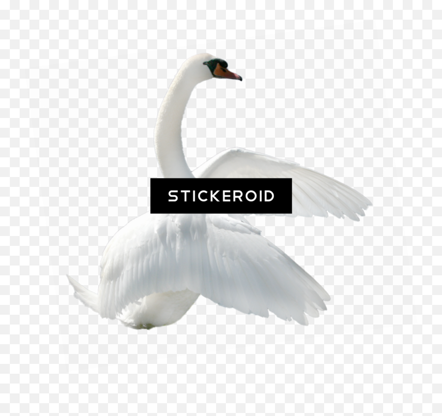 Swan Transparent Cute Picture - Trumpeter Swan Emoji,Swan Emoji