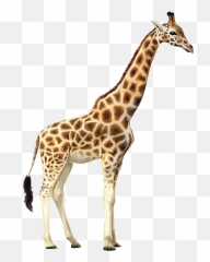 Giraffe Who Let The Kids Out Wall Decal Animal Wallpaper - Giraffe Clipart Emoji,Giraffe Emoji