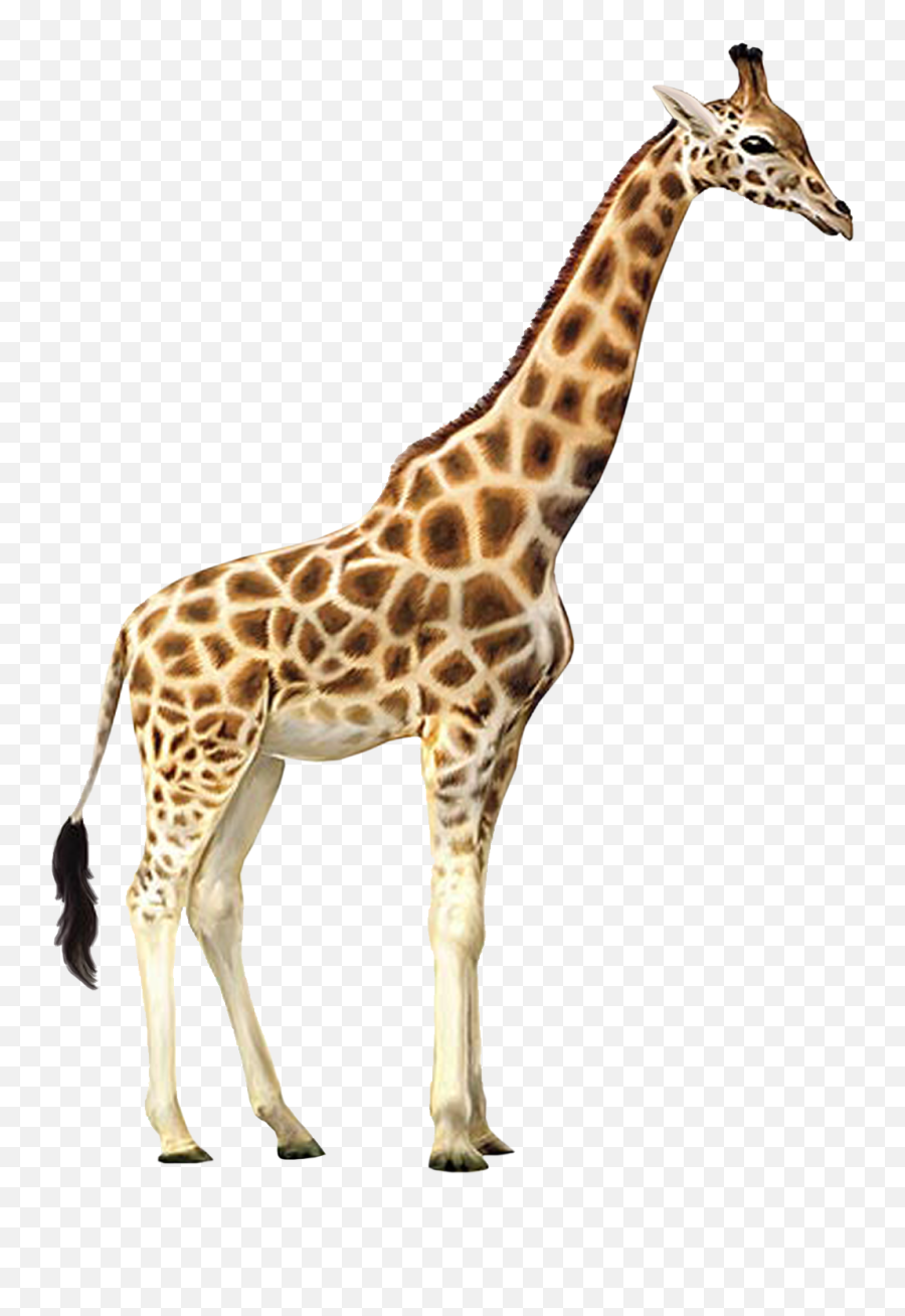 Giraffe Who Let The Kids Out Wall Decal Animal Wallpaper - Giraffe Clipart Emoji,Giraffe Emoji