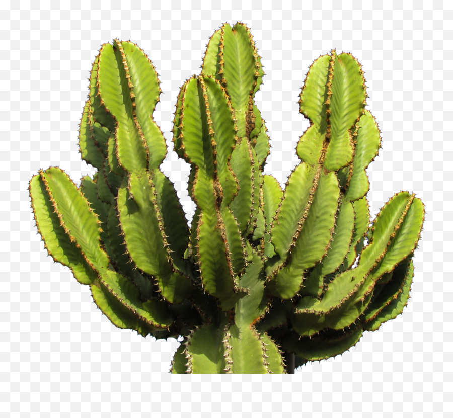 Cactus 137 Wallpapers - Cactus Png Transparent Emoji,Cactus Lightning Emoji