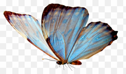 Glasswing Butterfly Butterfly Valley Fethiye Clip Art - Real Flying Butterfly Png Emoji,Butterfly Emoticon