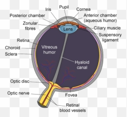 Schematic Diagram Of The Human Eye - Schematic Diagram Of The Human Eye Emoji,Blood Type Emoji