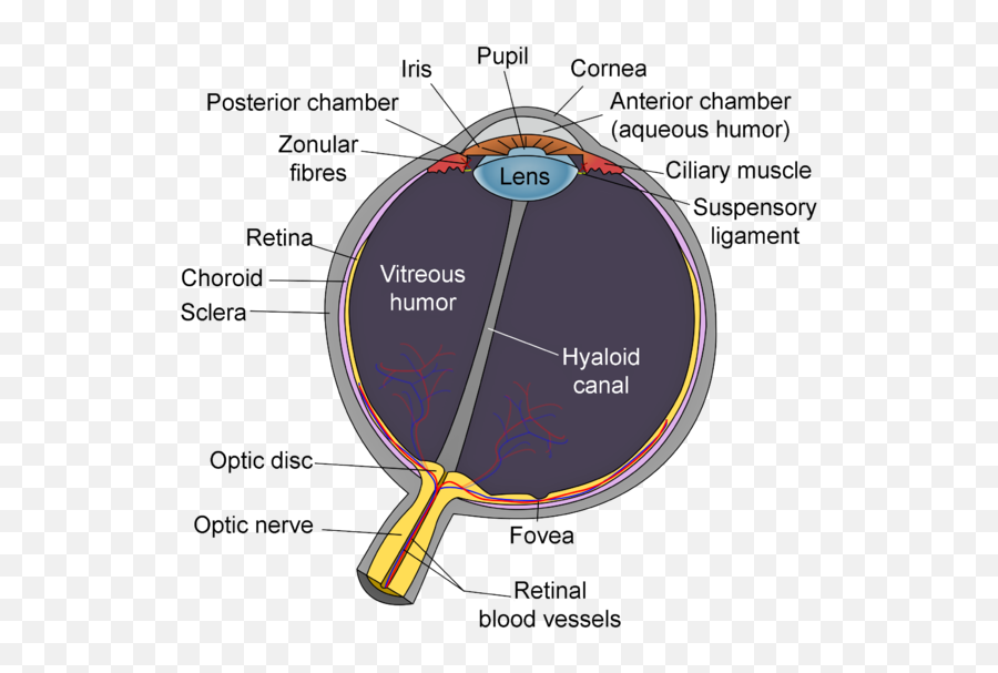 Schematic Diagram Of The Human Eye - Schematic Diagram Of The Human Eye Emoji,Blood Type Emoji