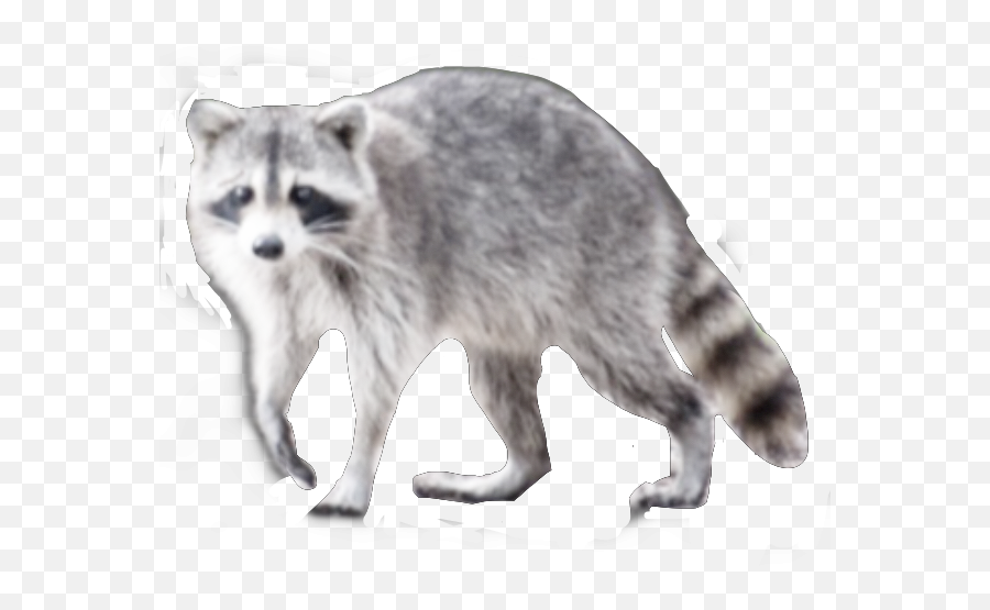 Dont Ask I Got Bored Raccoon Washed Out Raccoon Freetoe - Procyon Emoji,Raccoon Emoji