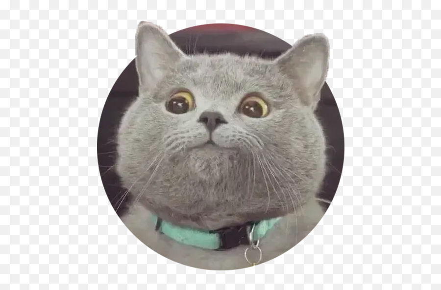 Lil Savage Meow Meow Whatsapp Stickers - Stickers Cloud Emoji,Cat Heart Emoji Meme