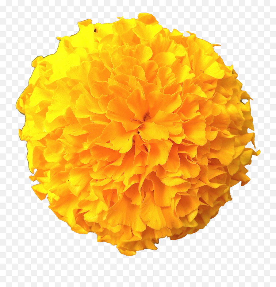 Marigold Flowers Png Pic - Transparent Marigold Flower Png Emoji,Emoji Flower Png