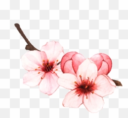 Cherryblossom Sakura Spring Blossom Springiscoming Spri - Cherry Blossom Flower Illustration Emoji,Cherry Blossom Emoji