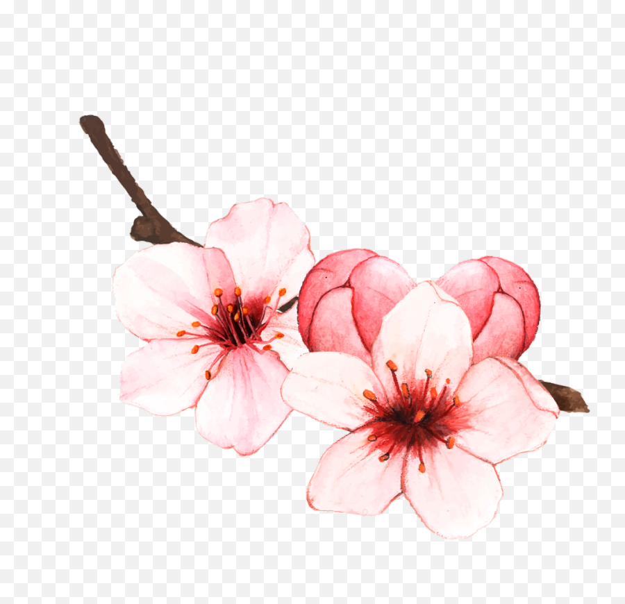 Cherryblossom Sakura Spring Blossom Springiscoming Spri - Cherry Blossom Flower Illustration Emoji,Cherry Blossom Emoji