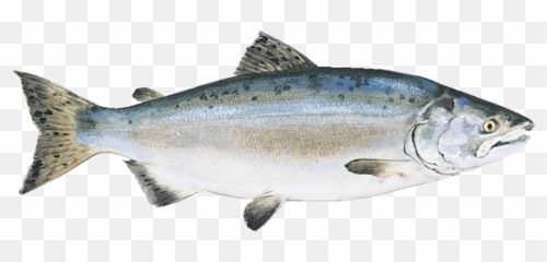 Png Pink Salmon - Alaskan Pink Salmon Emoji,Salmon Emoji