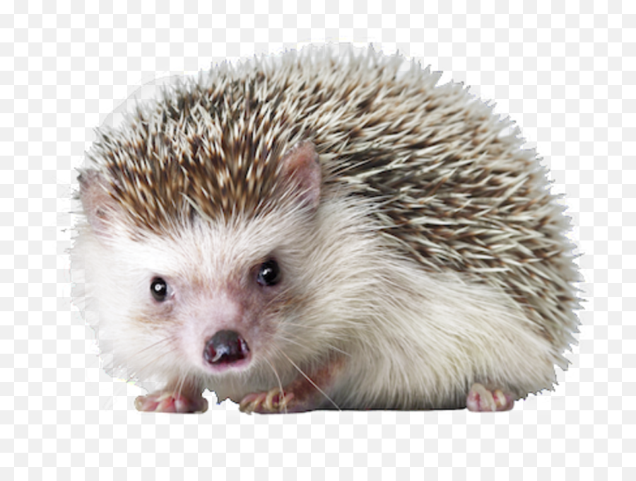 Hedgehog Png Images - Hedgehog Png Emoji,Hedgehog Emoji