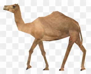 Update Camel Units - Camel Walking Animated Gif Emoji,Camel Emoji