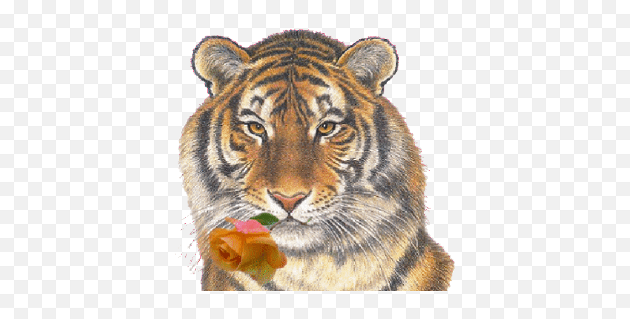 Tiger Lillie Stickers For Android Ios - Tigers And Wolves Together Emoji,Rare Emoticons