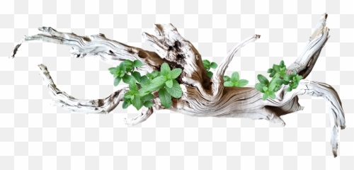 Driftwood With - Wood Emoji