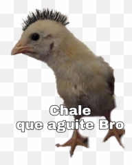 The Newest tpt Stickers on PicsArt - Quail Emoji