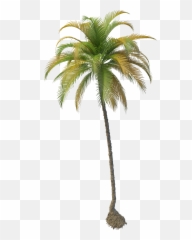 Download Coconut Tree File Hq Png Image - Transparent Coconut Tree Png Emoji,Palm Tree Book Emoji
