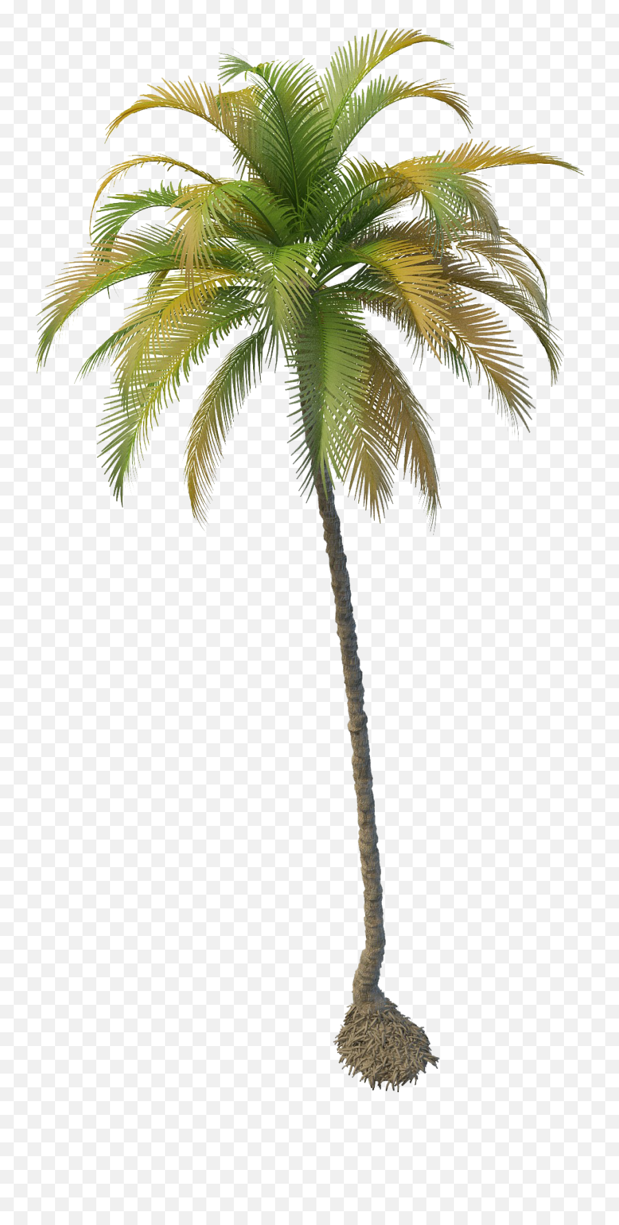 Download Coconut Tree File Hq Png Image - Transparent Coconut Tree Png Emoji,Palm Tree Book Emoji