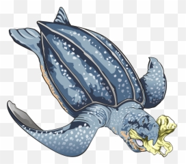 Sea Turtle Green Turtle Turtle Scuba - Leatherback Sea Turtle Clipart Emoji,Turtle Bird Emoji
