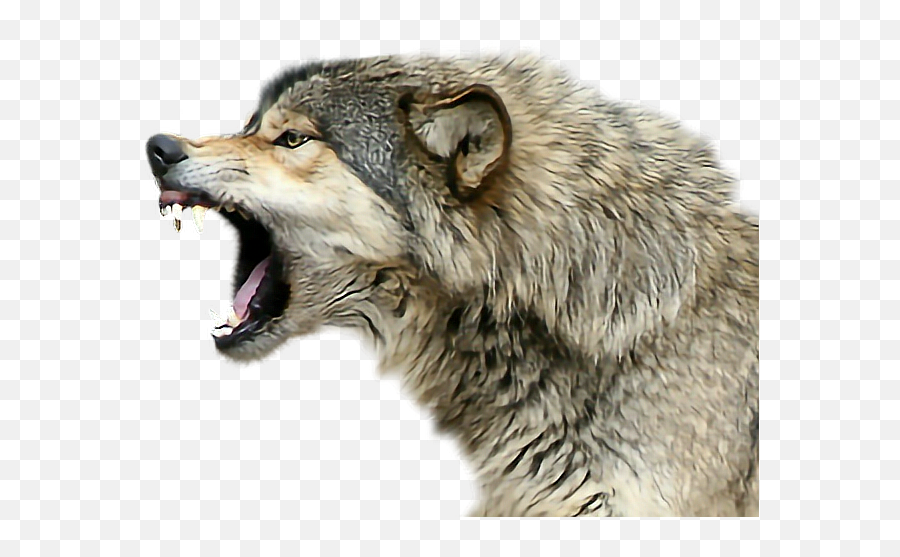 Wolfangrygrrrgraywolf Sticker By Prince Noctis - Snarling Wolf Head Side View Emoji,Emoji Wolf