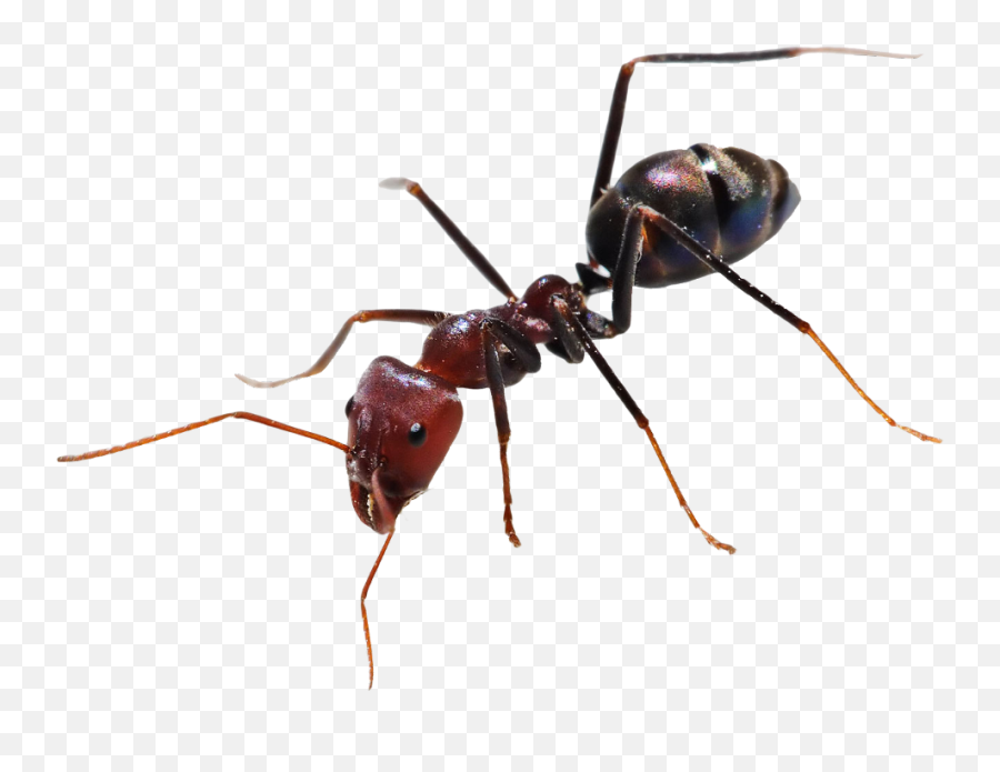 Ant Ants Bugs Insects Insect Terrieasterly - Ant Png Emoji,Ant Emoji