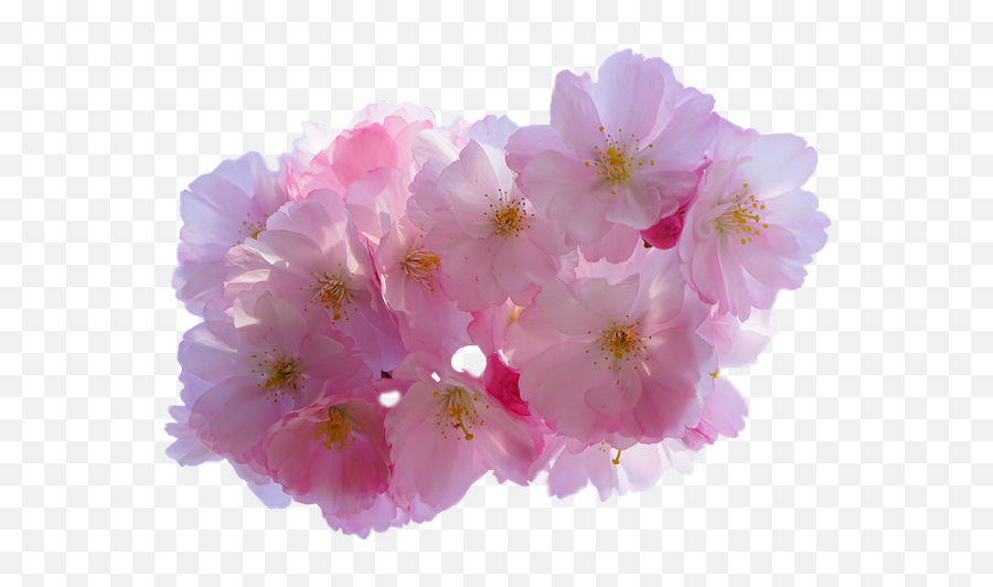 Cherry Blossom Flower Png Transparent - Blossom Flower Transparent Background Emoji,Sakura Blossom Emoji