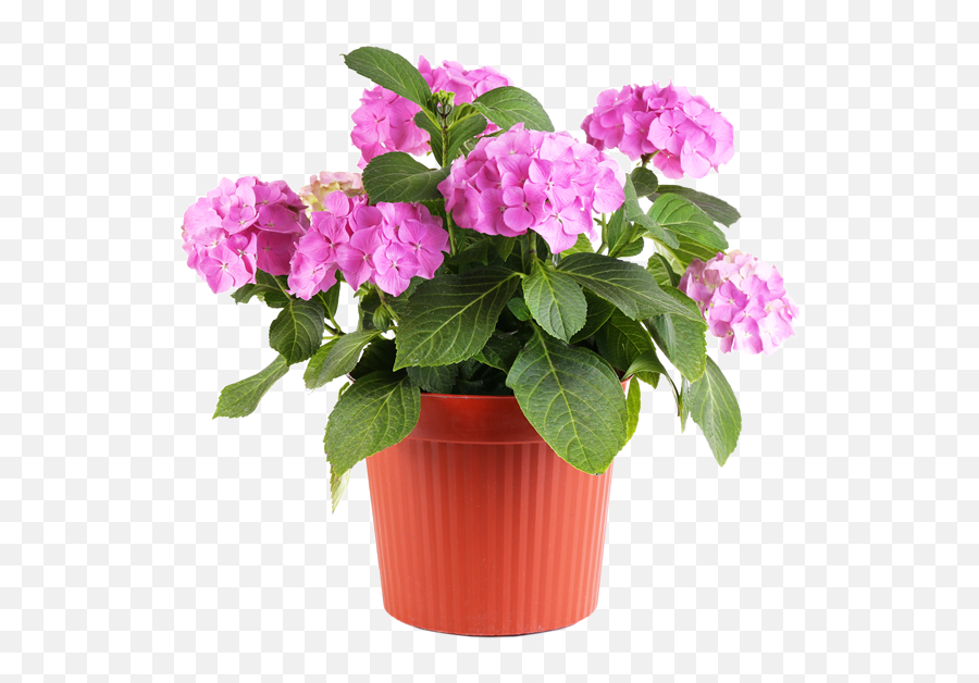 Free Potted Flowers Png Download Free - Flower Plants In Pot Png Emoji,Potted Plant Emoji