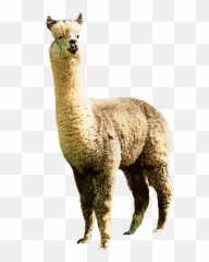 Transparent Clipart Llama - Llama Transparent Emoji,Llama Emoji Iphone