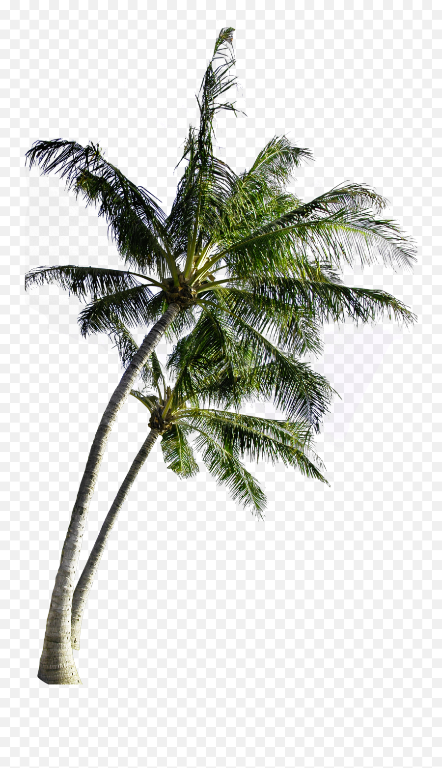 Tree File Free Transparent Image Hd - Transparent Background Coconut Tree Png Emoji,Palm Tree Emoticons