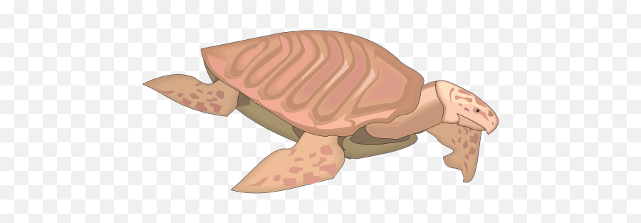 Bohol Philippines Animal - 100 Free Photo On Mavl Archelon Dibujo Emoji,Turtle Emoticons