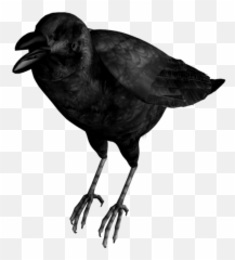 Mq Black Birds Bird Flying Raven - Common Raven Emoji,Black Bird Emoji