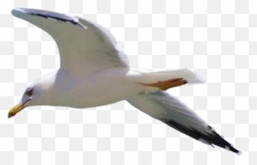 Seagull Clipart Angry Seagull Picture - Seagull Transparent Png Emoji,Seagull Emoji