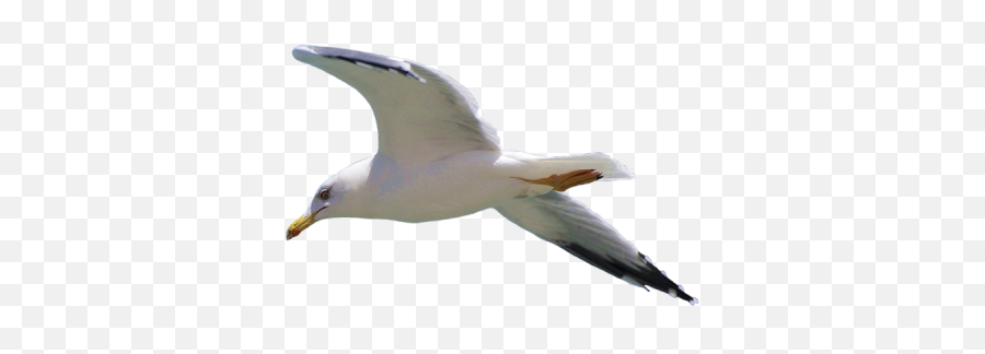 Seagull Clipart Angry Seagull Picture - Seagull Transparent Png Emoji,Seagull Emoji