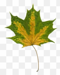 Sheet Autumn Leaves Maple Leaf - Green Emoji