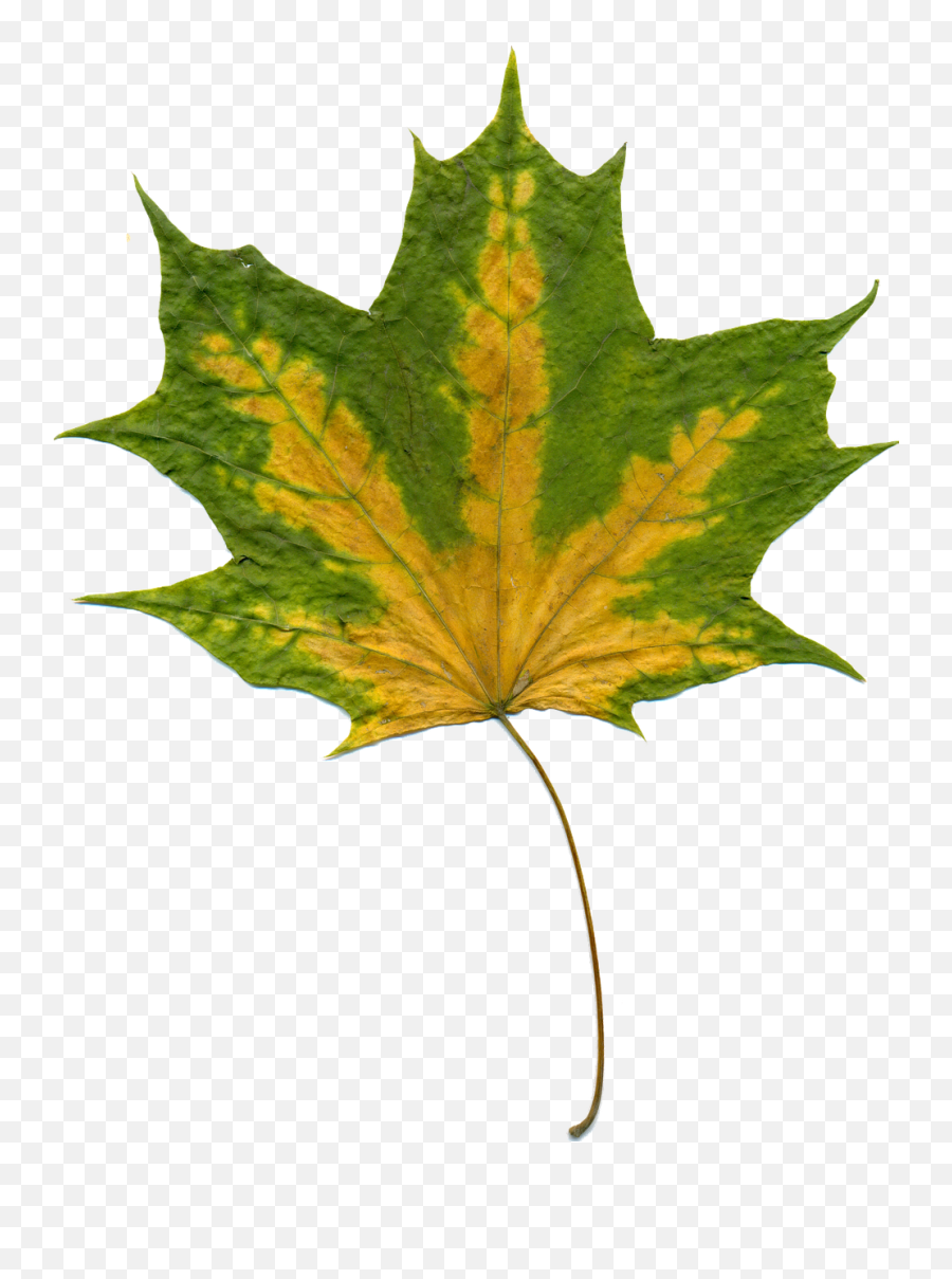 Sheet Autumn Leaves Maple Maple Leaf - Green Autumn Leaf Emoji,Fallen Leaf Emoji