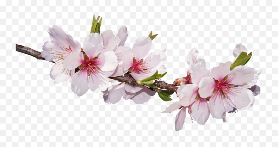 Cherry Blossom Png Download - Good Morning Husband Emoji,Sakura Blossom Emoji