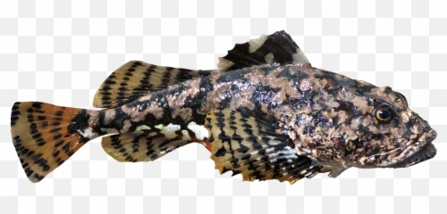 Fish Gurnard Preparation Fish - Sonoran Coral Snake Emoji,Snake And Boot Emoji